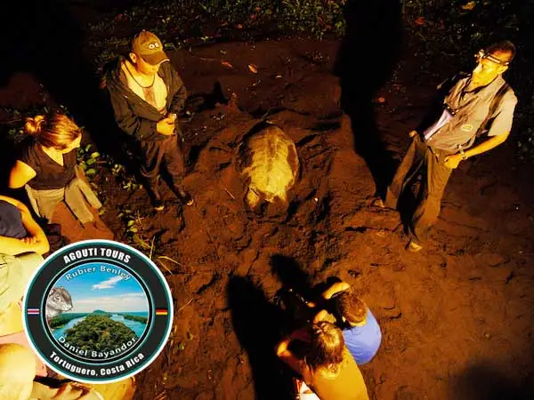 Turtle Tour In Tortuguero Costa Rica